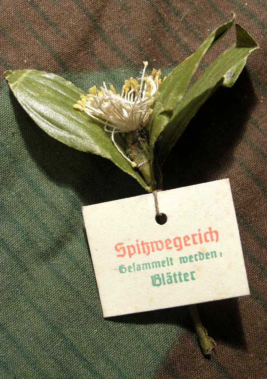"Spitzwegerich" WHW Reichsstrassensammlung März 1942