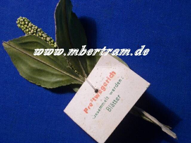 WHW Abz. "Breitwegerich" März 1942.