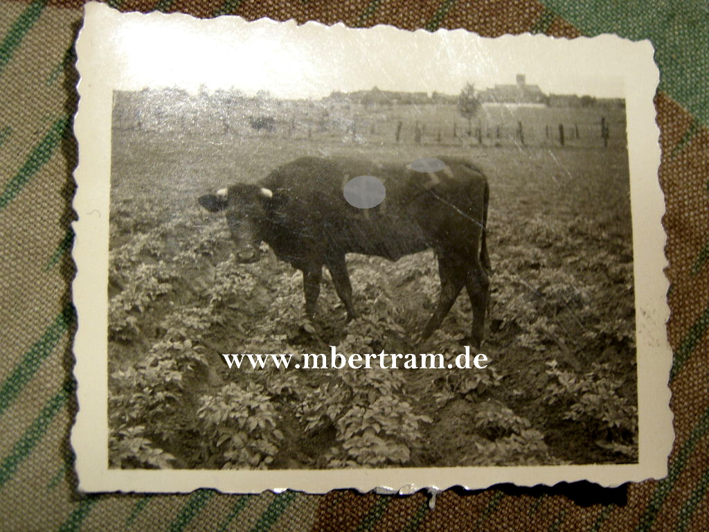 Kurioses Foto: Kuh mit Hakenkreuz
